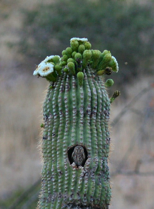  p>姬鸮(学名: i>micrathene whitneyi /i>)是 a href="#" data-lemma