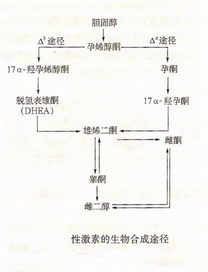 性激素