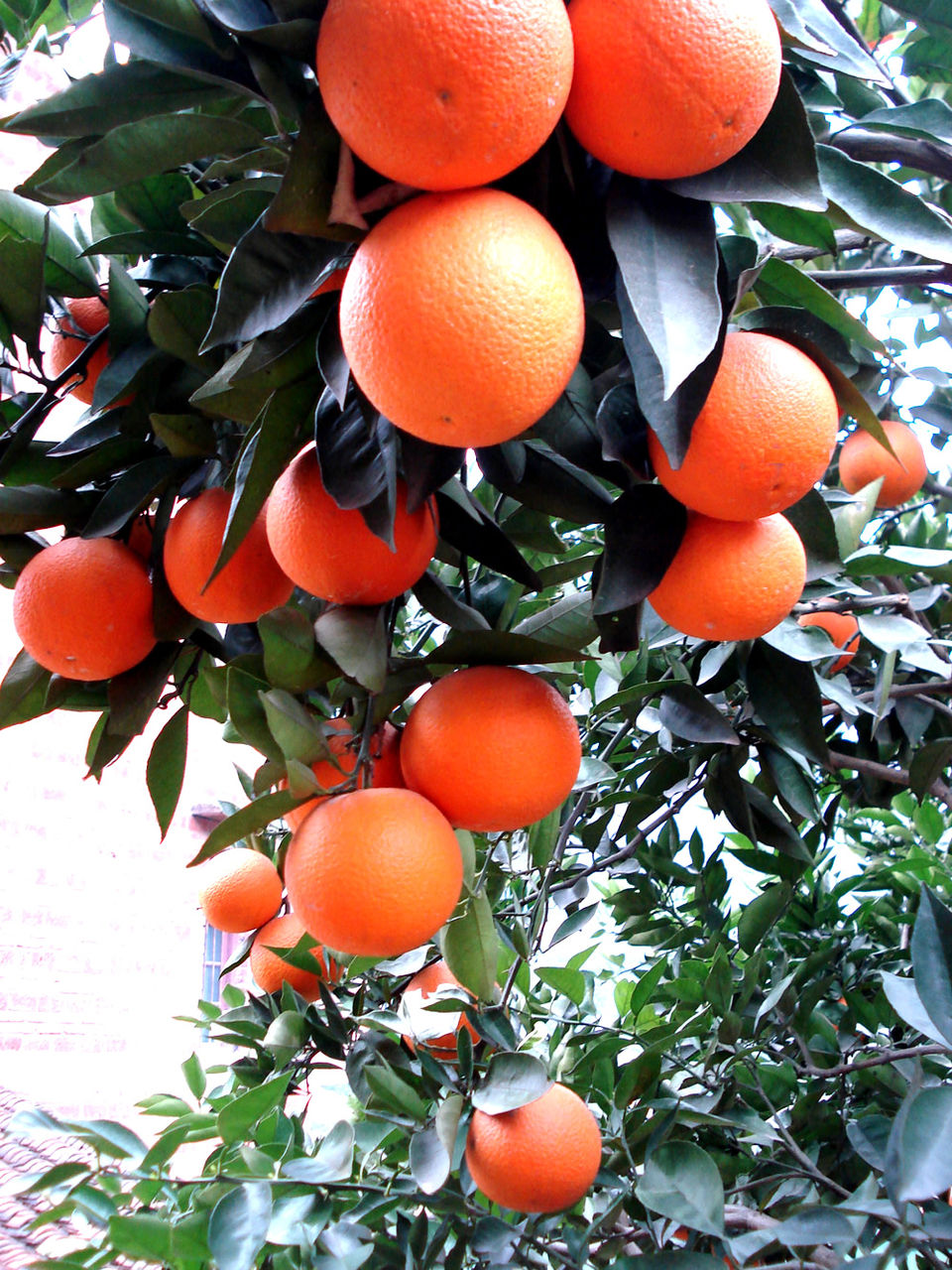  p>柑橘( i>citrus reticulata  /i>blanco)是芸香科,柑橘属植物.