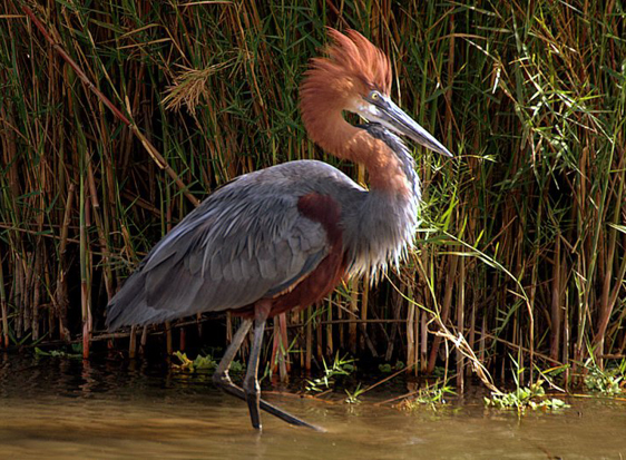 gnbaqsi9is">巨鹭(学名: i>ardea goliath /i>):是世界上最大的鹭科 a
