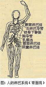  p>淋巴循环(lymph circulation)是循环系统的重要辅助部分,可以把它