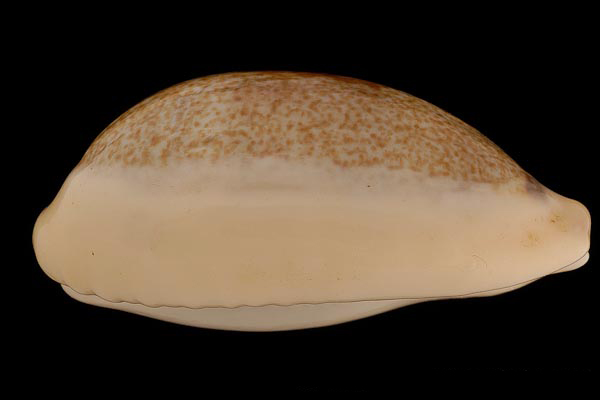  p>灰爱龙宝螺身体可以全部缩入壳内藻食性,杂食性或食海绵.