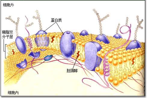 cell membrane