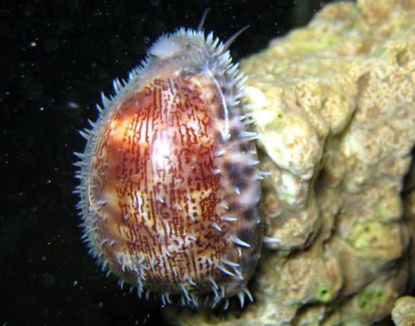  p>阿拉伯宝螺(学名:mauritia arabica arabica)是腹足纲宝螺科的 a