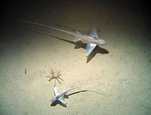  p data-id="gn7thqczbg">飞机鱼,学名黄斑褶,是 a target="_blank"