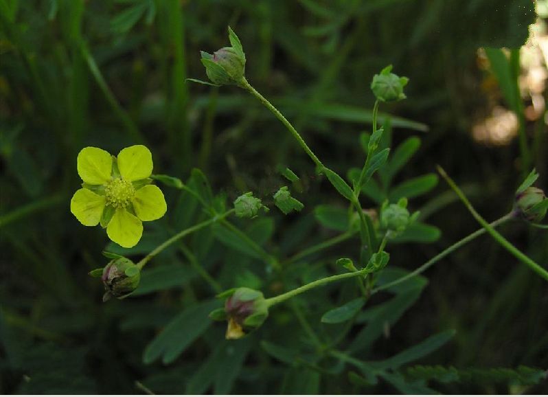  p>长叶二裂委陵菜(拉丁名:potentilla bifurca l. var. major ledeb.