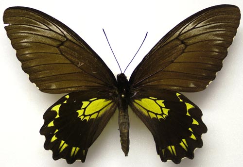  p>西河井加里曼丹裳凤蝶(学名:troides andromache nishikawai)是