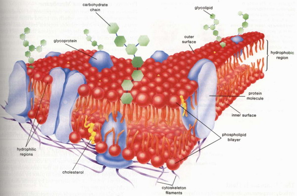cell membrane