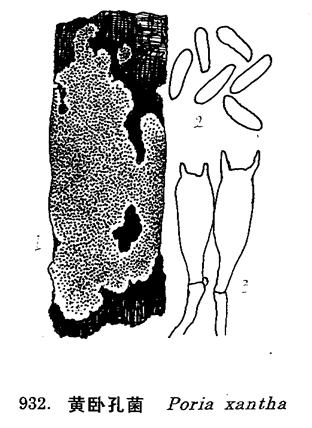  p>子实体平铺生基物上,近似方形,一年生,直径大者可达100cm,厚1-3mm