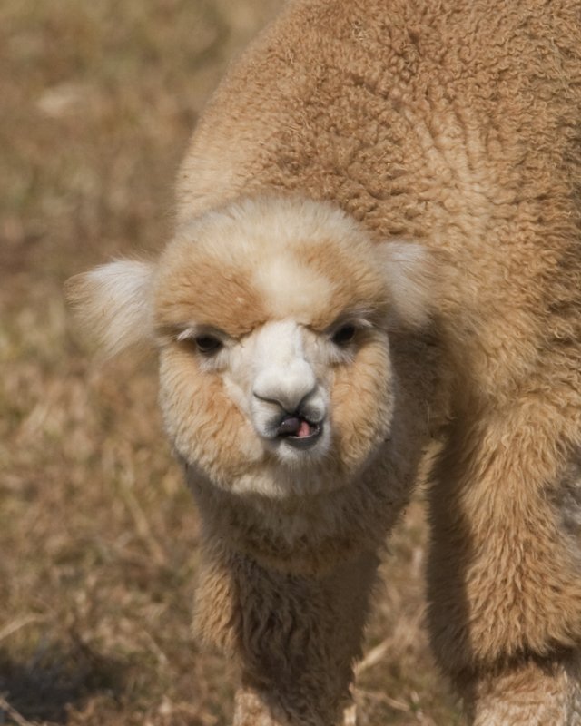  p> b>羊驼 /b>(拉丁学名: i>vicugna pacos /i>,英文名:alpaca)为 a