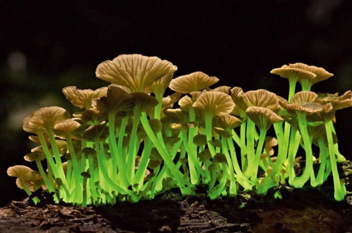 发光蘑菇
