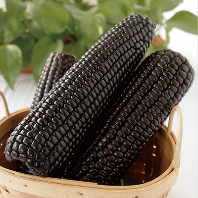 黑珍珠糯玉米