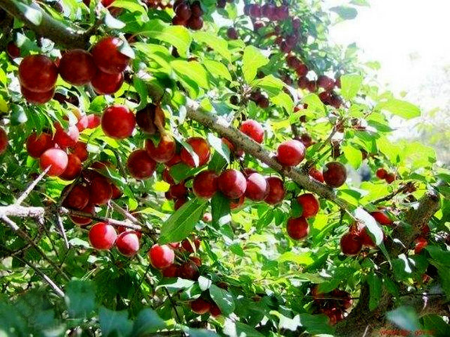  p data-id="gn7483rhv7">霍城樱桃李,新疆维吾尔自治区 a target="