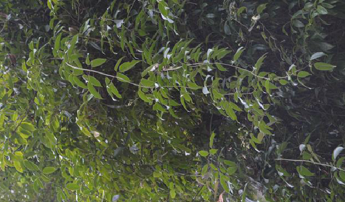  p>清香藤(拉丁文jasminum lanceolarium roxb),是木犀科, a href="#"