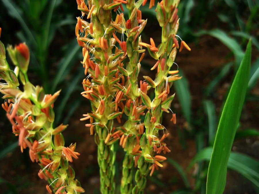 是禾本科,玉蜀黍属一年生草本植物,俗称玉米.