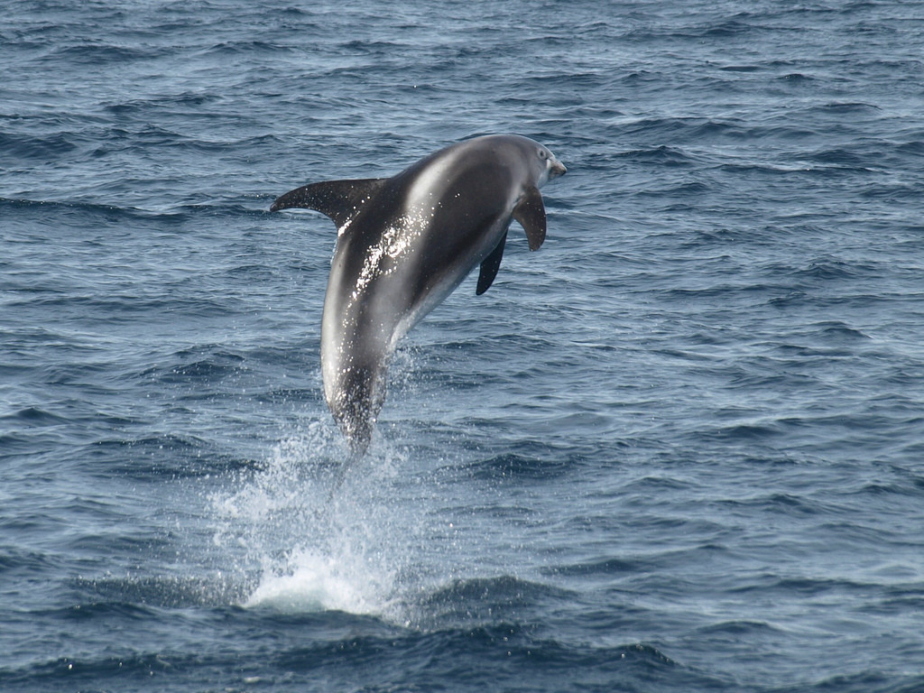  p>白喙斑纹海豚(学名: i>lagenorhynchus albirostris /i>)体型大而
