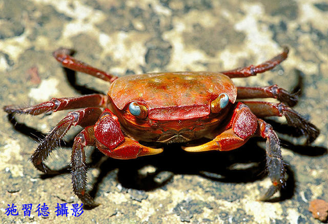  p> a target="_blank" href="/item/红螯螳臂蟹/5181107" data-lemma