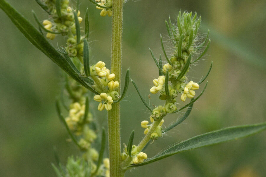 kochia scoparia (l.) schrad.