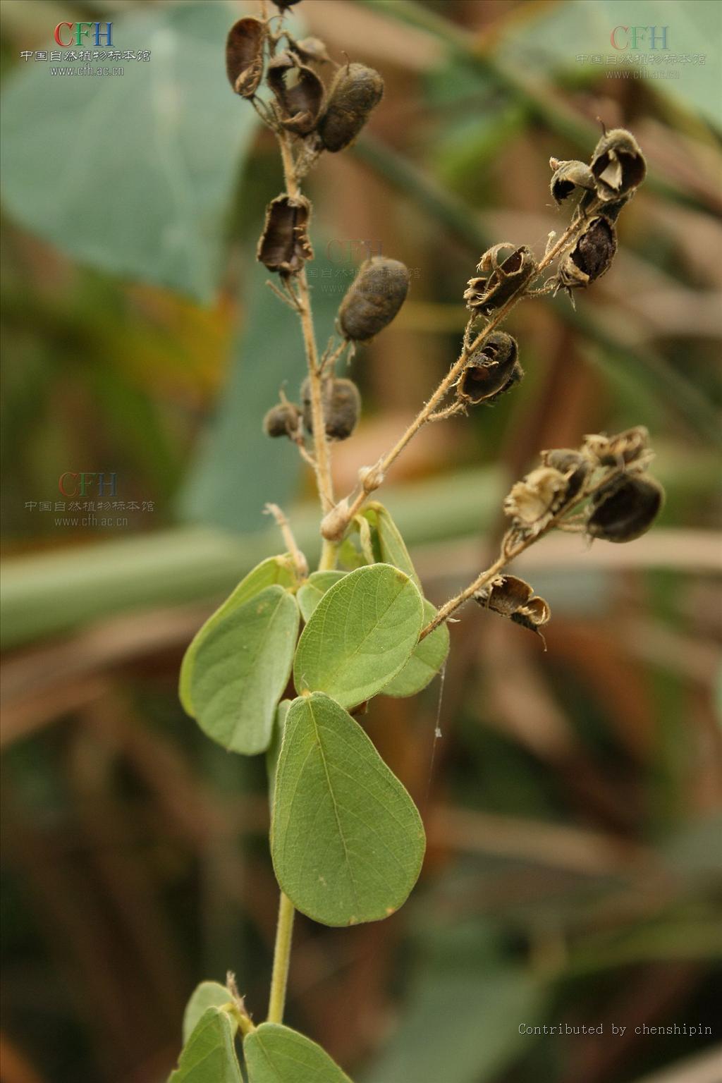 是 a target="_blank" href="/item/豆科">豆科 /a>下一个属,亚灌木