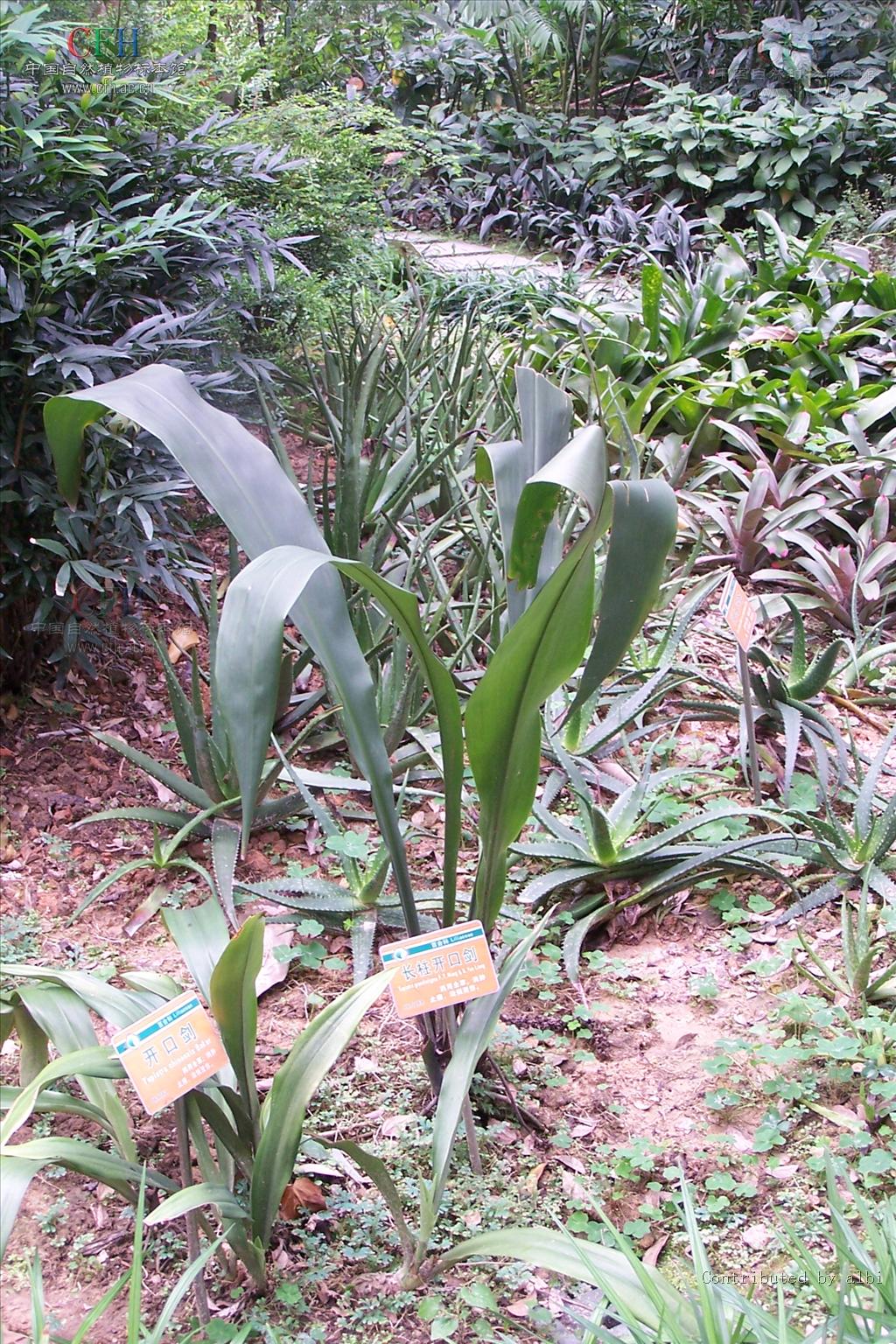  p>长柱开口箭, a target="_blank" href="/item/多年生草本/3514470"