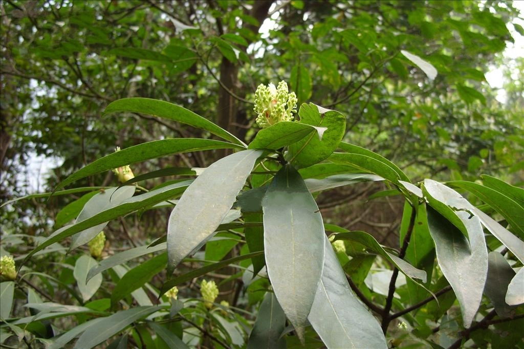  p>润楠(学名: i>machilus pingii /i> cheng ex yang )是樟科,润楠属