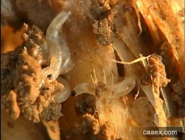  p>韭菜迟眼蕈蚊, i>bradysia odoriphaga /i> yang et zhang,属双翅