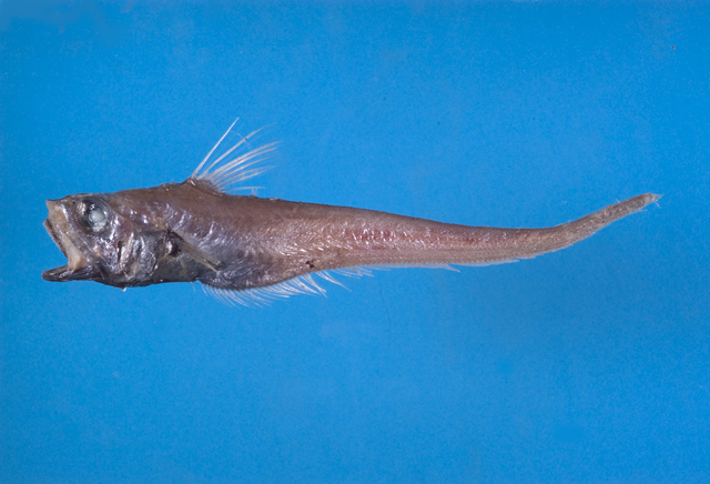 ">学名 /a>:ventrifossa saikaiensis)为 a href="#">长尾鳕科 /a> a