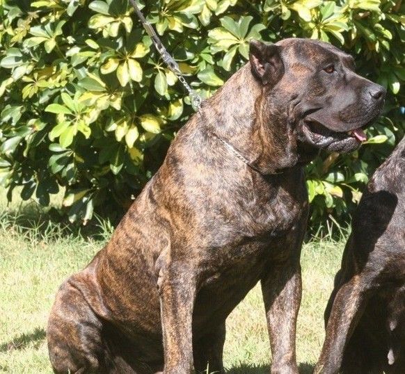 西班牙加纳利犬