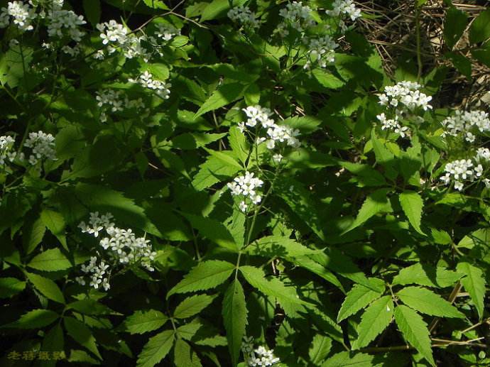  p>白花碎米荠(学名: i>cardamine leucantha /i> (tausch) o.e.