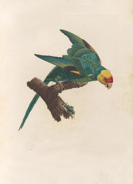 conuropsis carolinensis