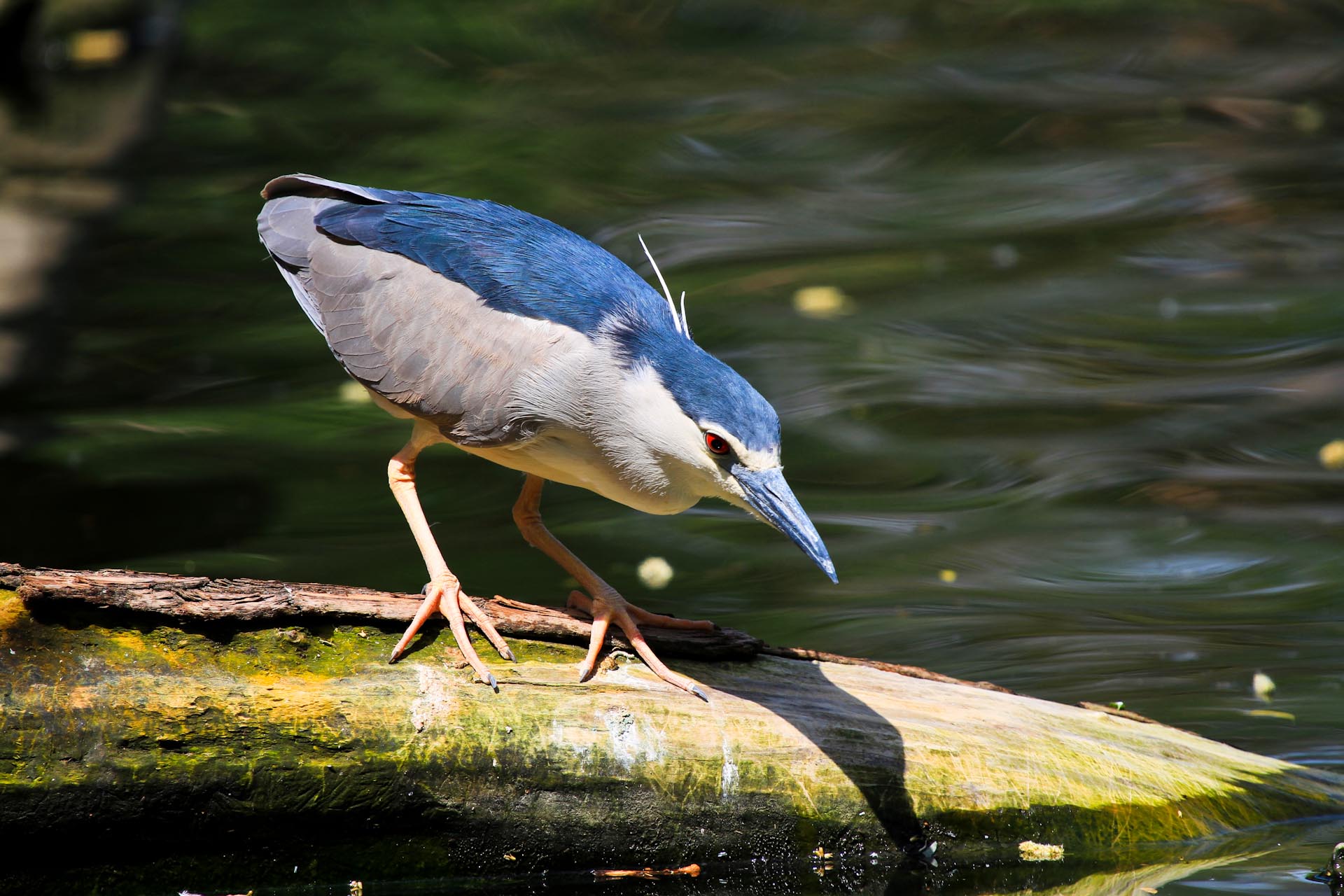  p>夜鹭属(学名: i>nycticorax /i>)是鹭科下的一种属.
