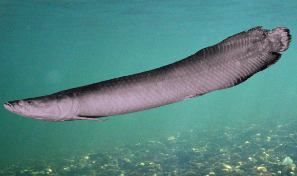 arapaima leptosoma