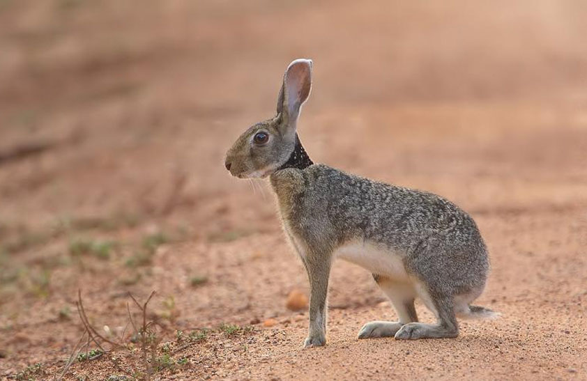  p>印度野兔,又称黑枕野兔,广泛分布在亚洲南部,包括孟加拉国,印度