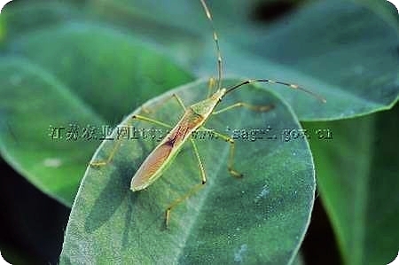  p>缘蝽科 a href="#" data-lemmaid="30467">昆虫 /a>的通称.