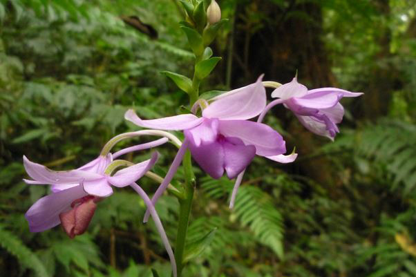  p>长距虾脊兰(学名: i>calanthe sylvatica /i>  (thou.) lindl.