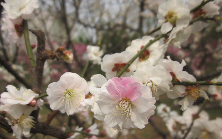  p>洒金梅属 a href="#" data-lemmaid="17439">梅花 /a>品系中真梅系