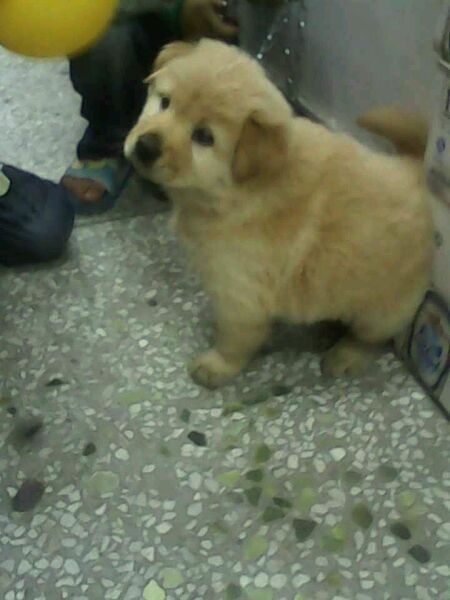 奇努克犬 百度百科