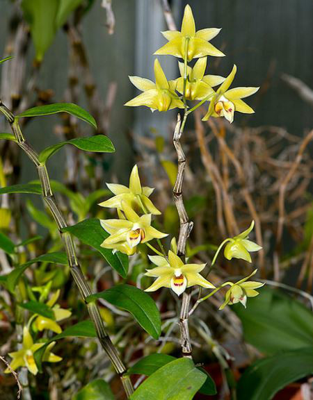  p>黄石斛(学名: i>dendrobium tosaense /i>  makino): a target="