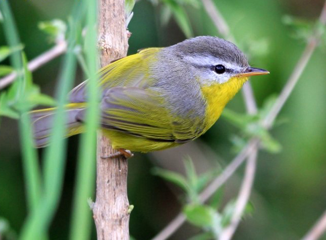 phylloscopus xanthoschistos