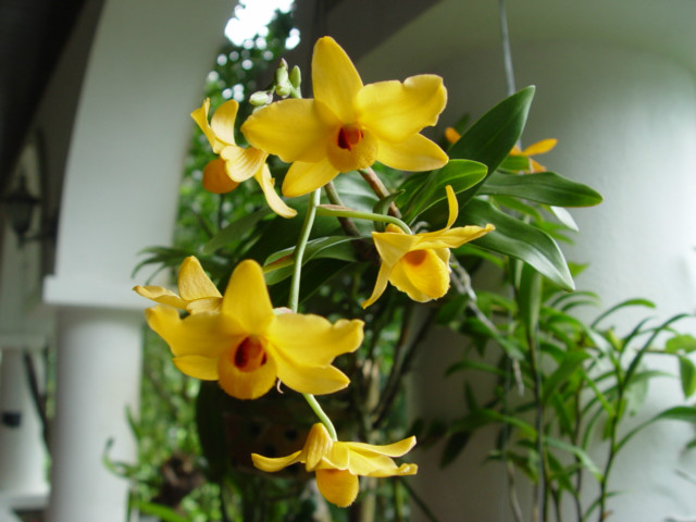  p>杓唇石斛(学名: i>dendrobium moschatum /i>  (buch.-ham.) sw.