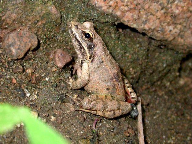  p data-id="tiplttgpadjp">哈士蟆是无尾目蛙科林蛙属两栖动物,又称