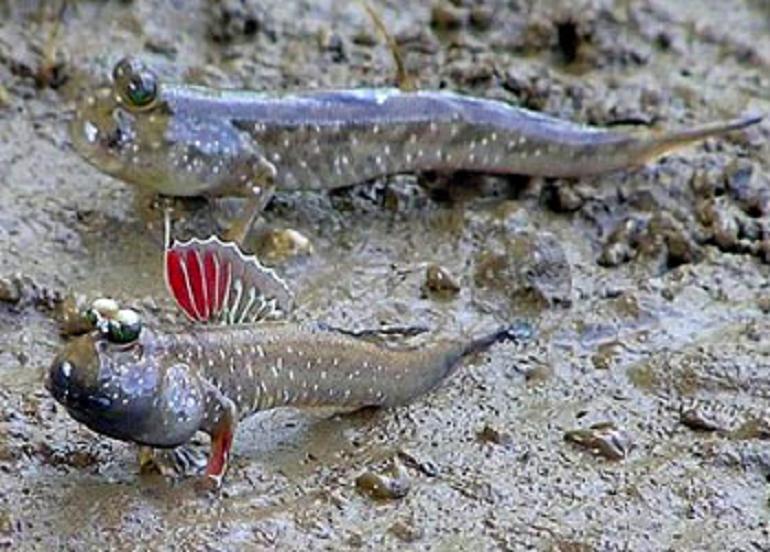  p>弹涂鱼(学名: i>periophthalmus cantonensis /i>)是虾虎鱼科 sup