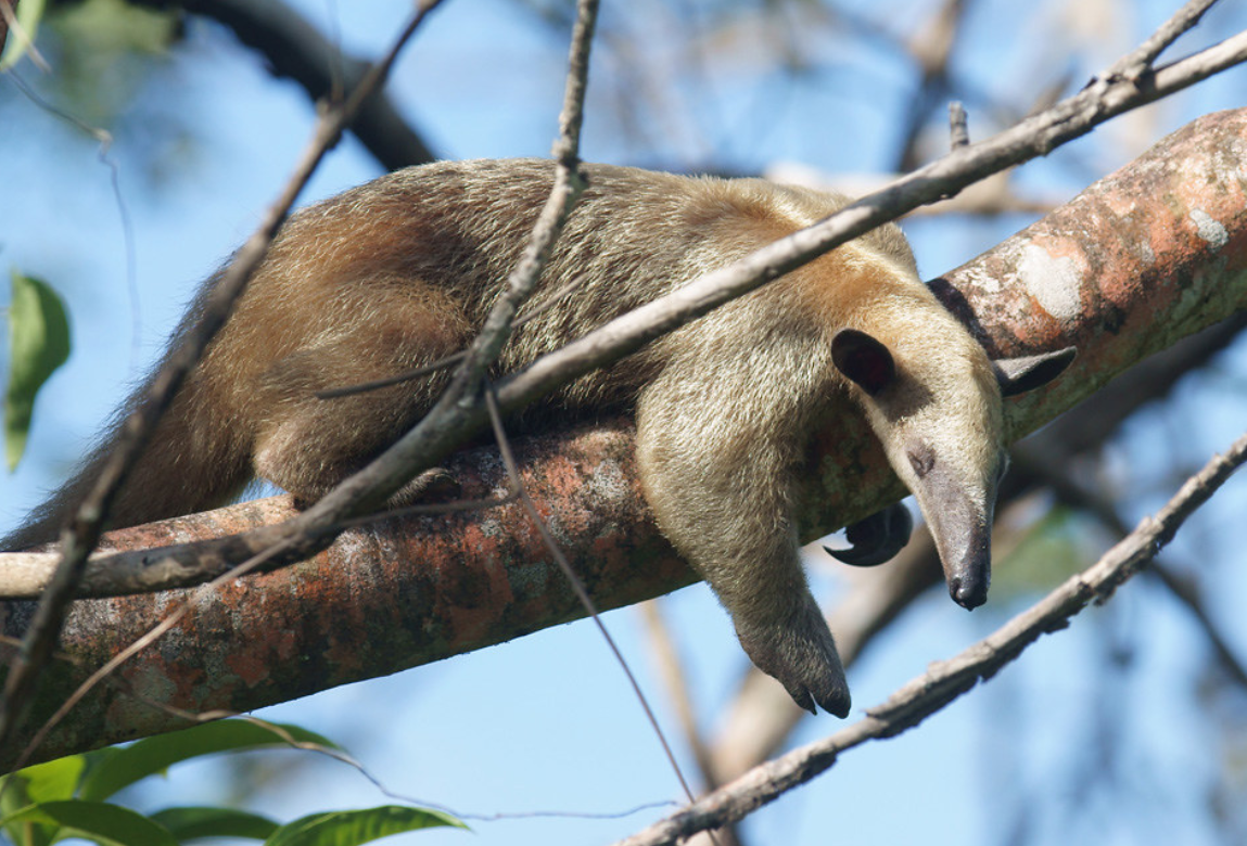  p>小食蚁兽(学名: i>tamandua tetradactyla /i>):是哺乳纲,披毛目的