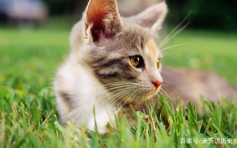 一只猫的逆袭：喵星人的进阶史，陆游黄庭坚之爱猫，武则天恨猫_百科TA说