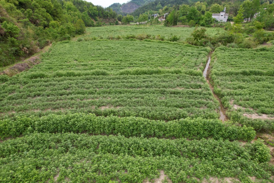 蕲春县联达蕲艾种植专业合作社蕲艾标准化种植基地