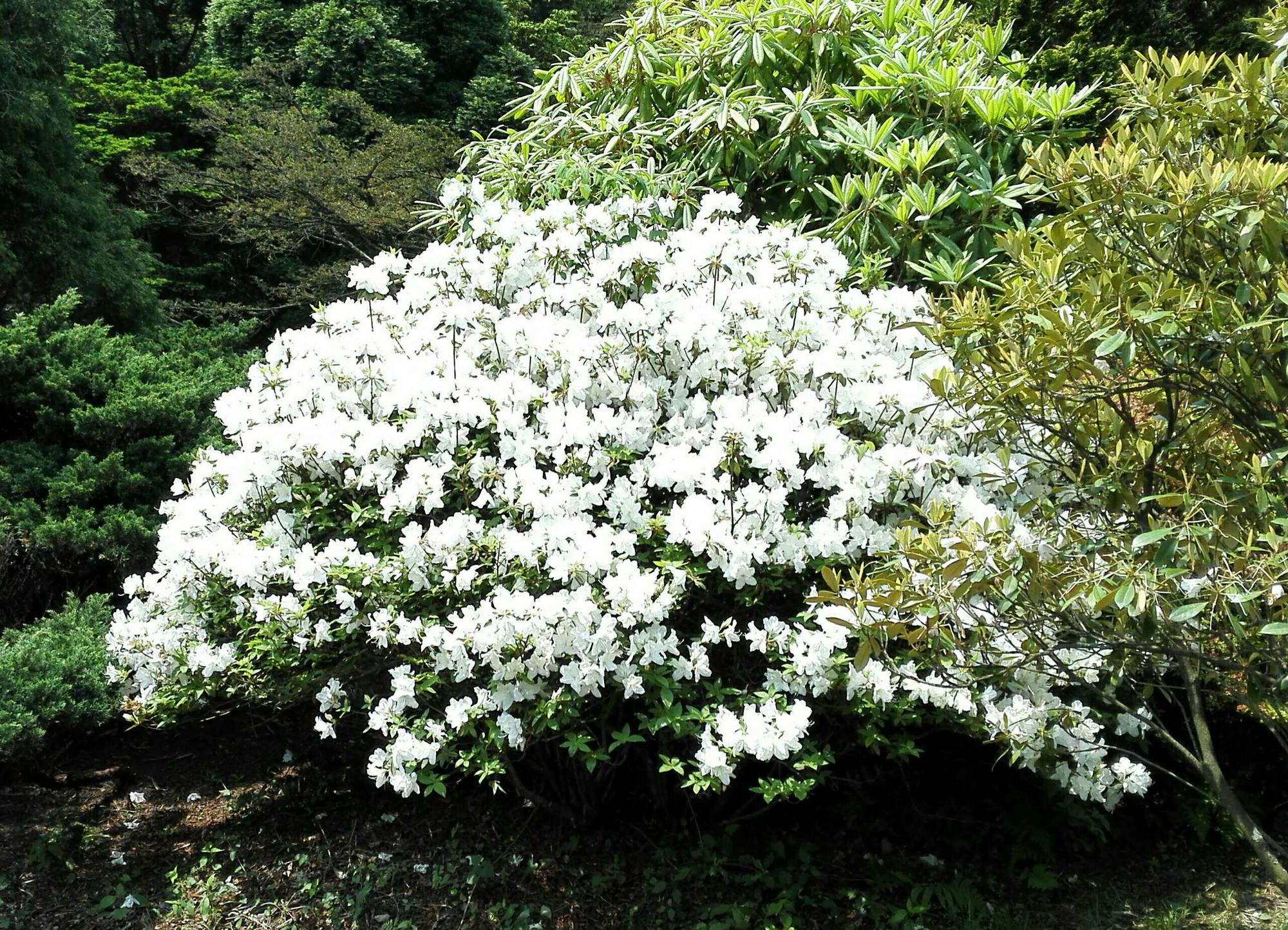  p data-id="gnwxwjzl15">白杜鹃,又名映山白,龙胚芽, a target="