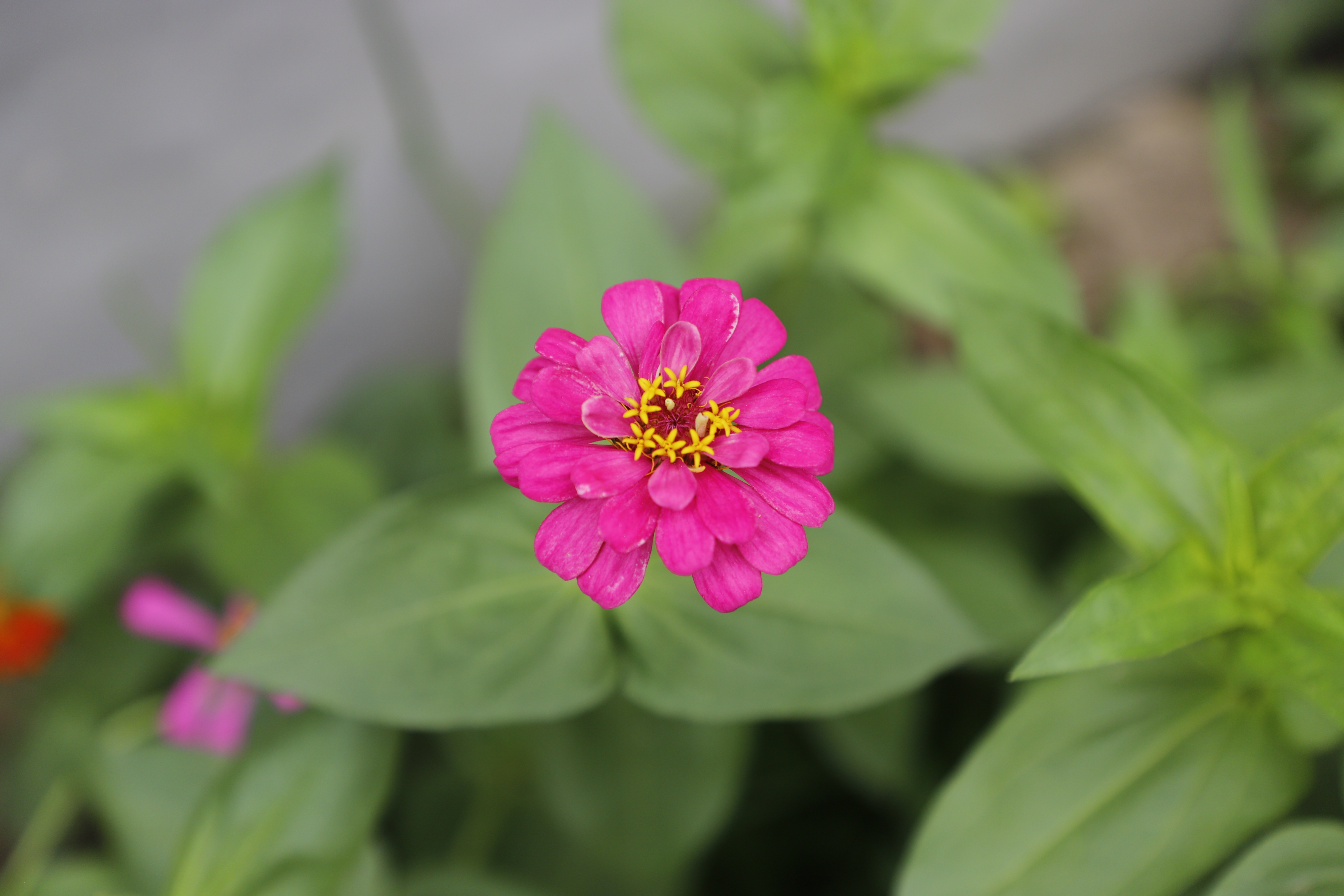  p>百日菊(学名: i>zinnia elegans /i>  jacq.):一年生草本.