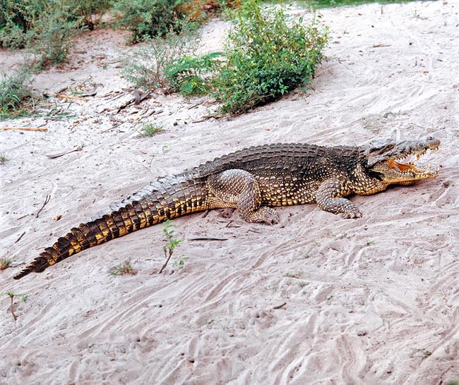 crocodylus rhombifer