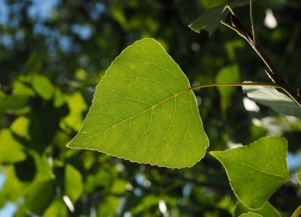 杨絮（杨柳科杨属植物）_百度百科