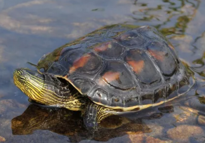 中华花龟 龟界中的国美之花 百科ta说